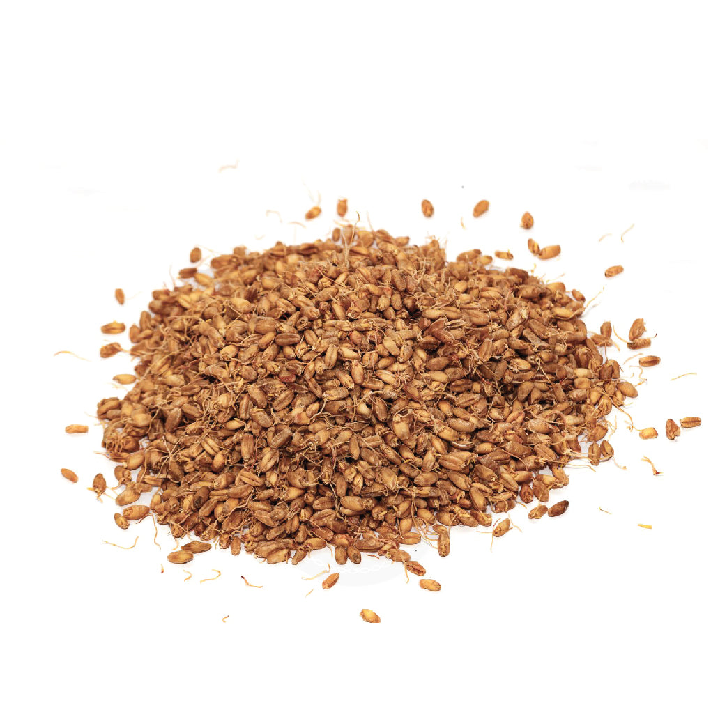 SPROUTED WHEAT
