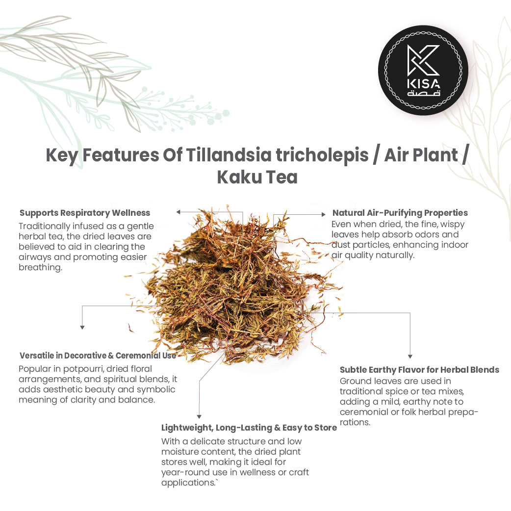 TILLANDSIA TRICHOLEPIS / AIR PLANT /KAKU TEA